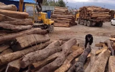 缅甸花梨凭什么，，价钱一起上涨....